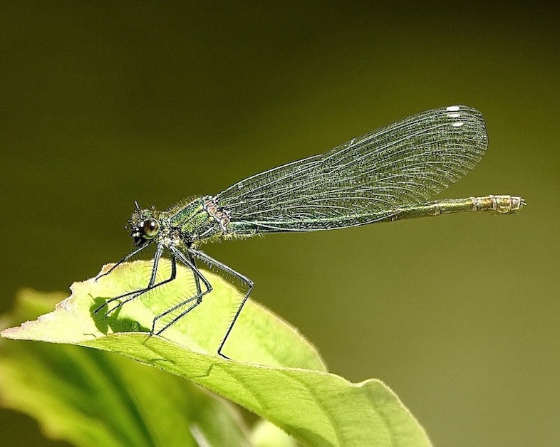 banded demoiselle